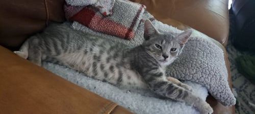 TAYLOR, WILLOW GROVE AREA, (FCID 07/29/2026-153) - Domestic Short Hair available for adoption