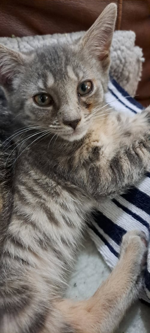TAYLOR, WILLOW GROVE AREA, (FCID 07/29/2026-153) - Domestic Short Hair available for adoption