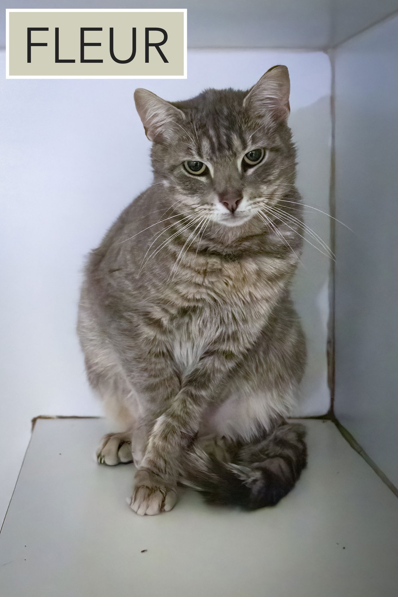 FLEUR (FCID# 02/05/2026 - 46 TRAINER) C - Tabby available for adoption