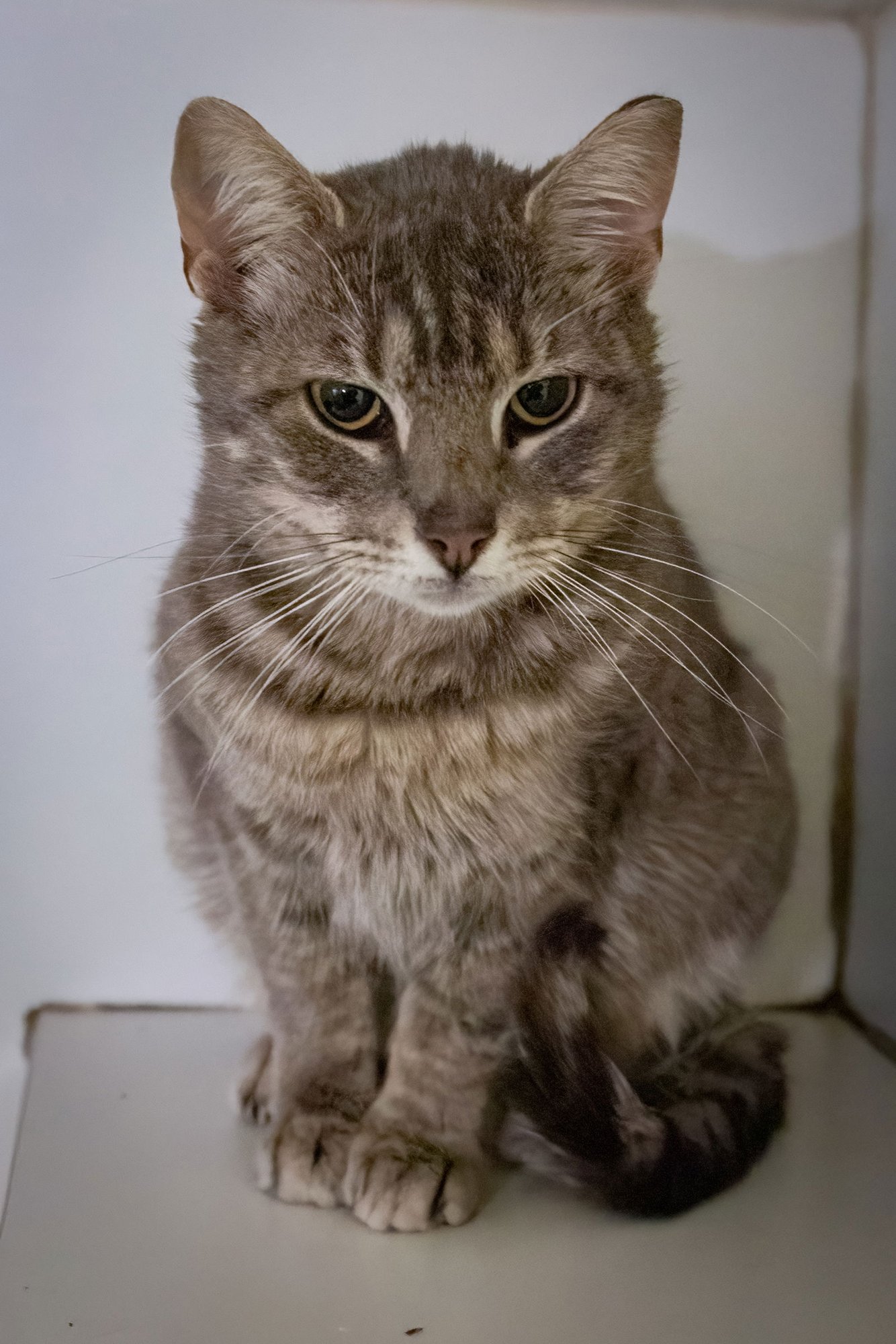 FLEUR (FCID# 02/05/2026 - 46 TRAINER) C - Tabby available for adoption