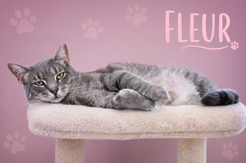 FLEUR (FCID# 02/05/2026 - 46 TRAINER) C - Tabby available for adoption