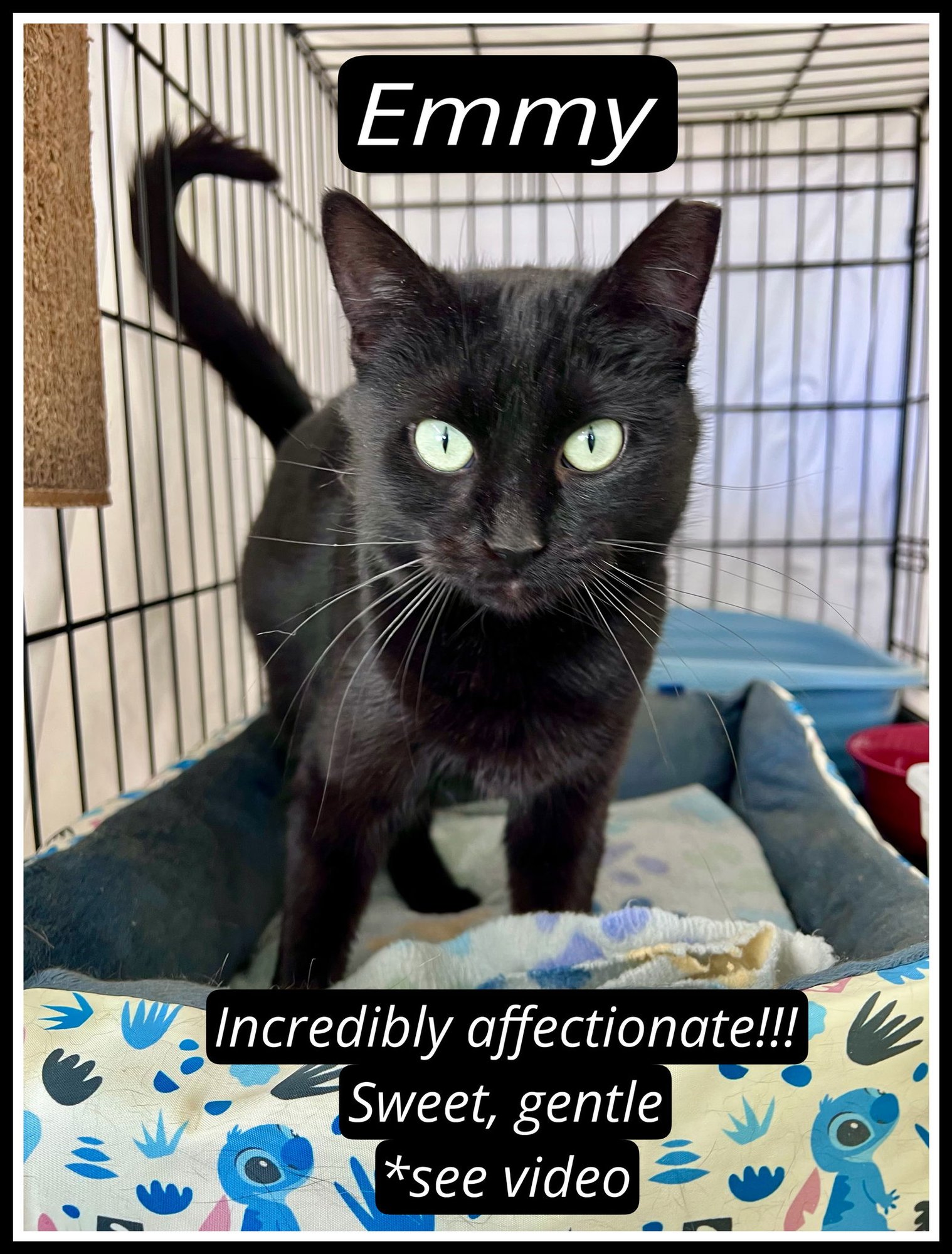 EMMY (FCID# 11/14/2025 - 103)WILLOW GROVE - Domestic Short Hair available for adoption