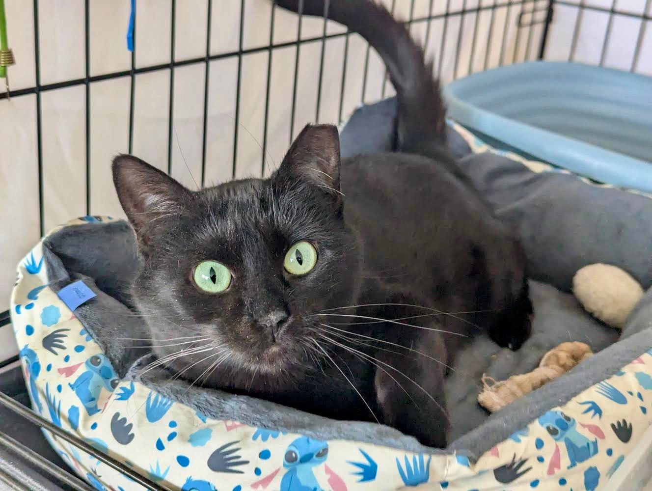 EMMY (FCID# 11/14/2025 - 103)WILLOW GROVE - Domestic Short Hair available for adoption