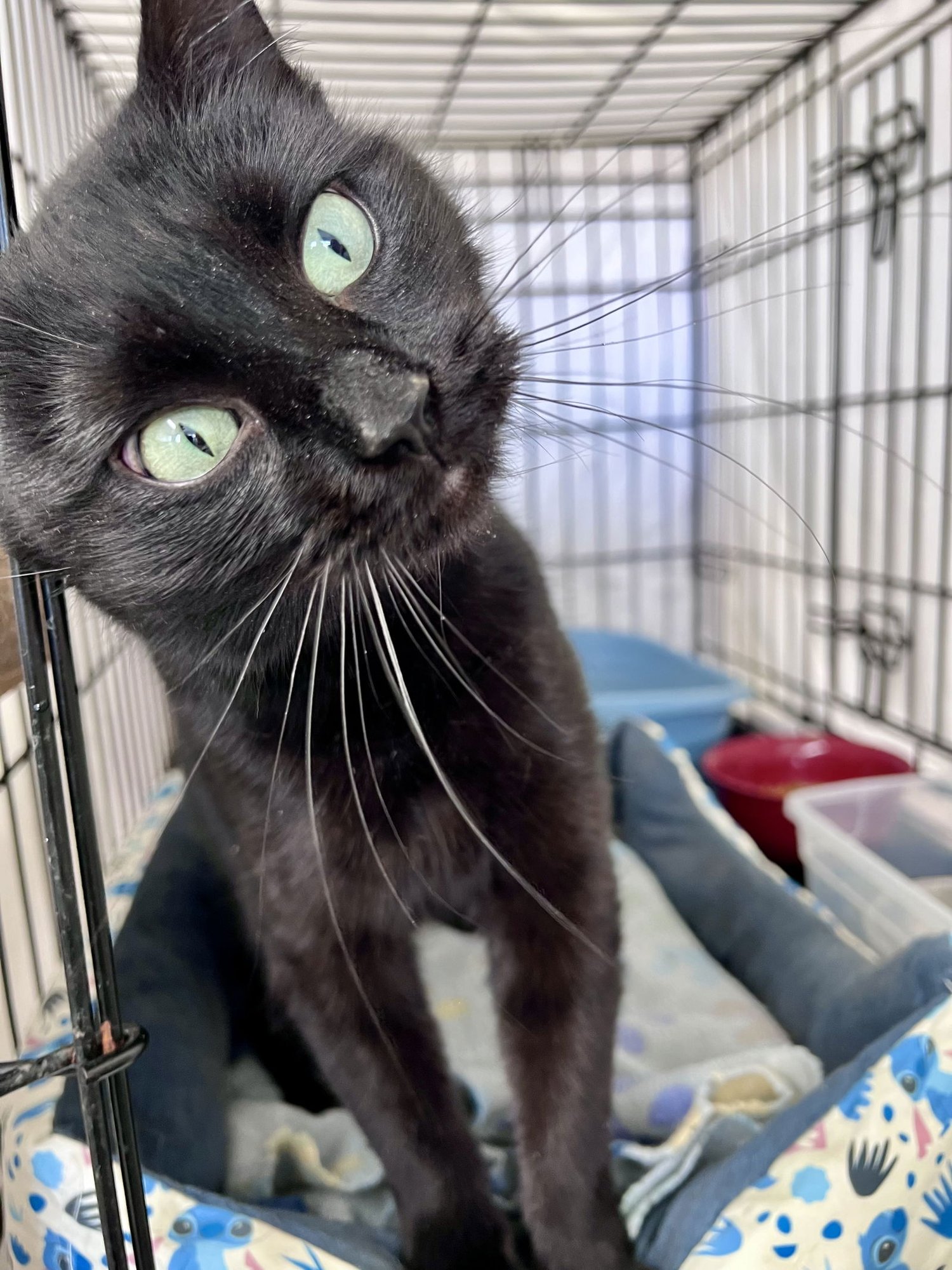 Emmy (FCID# 11/14/2025 - 103)Willow Grove - Photo 3