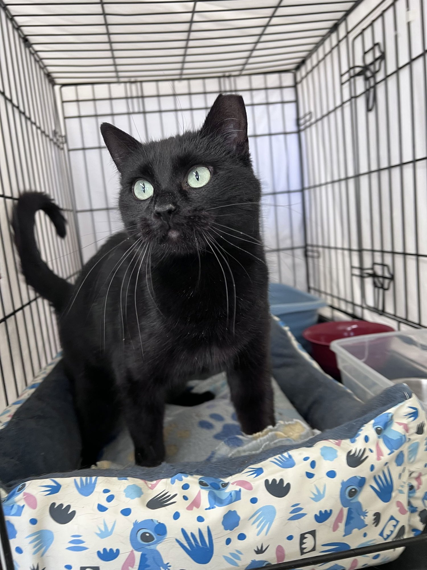 Emmy (FCID# 11/14/2025 - 103)Willow Grove - Photo 4