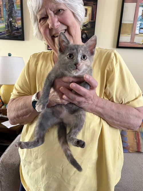 ROSIE, WILLOW GROVE AREA, (FCID 06/09/2026-153) - Dilute Calico / Domestic Short Hair available for adoption