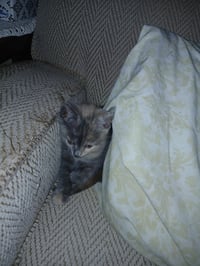 Rosie, Willow Grove area, (FCID 06/09/2026-153) - Photo 3