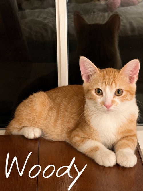 WOODY (FCID# 07/20/2026 - 35) KDC - Tabby / Tuxedo available for adoption
