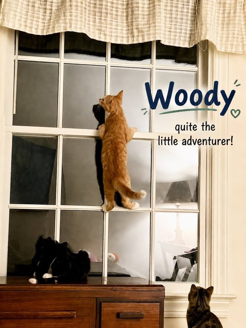 WOODY (FCID# 07/20/2026 - 35) KDC - Tabby / Tuxedo available for adoption