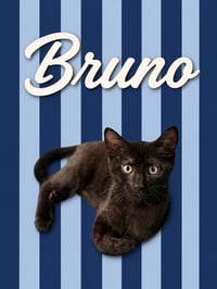 Bruno (FCID# 06/09/2026 - 3 Middletown PS) - Photo 1