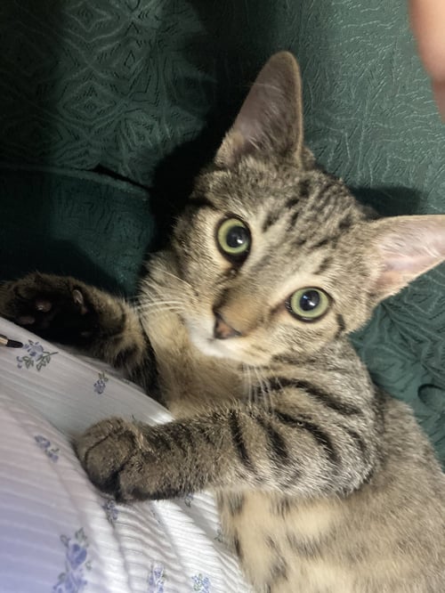 QUILL, WILLOW GROVE AREA, (FCID 07/22/2026-137) - Domestic Short Hair available for adoption
