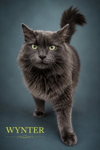 Wynter: DMH (FCID# 06/10/2025-531 Trainer) C - Photo 1
