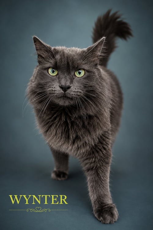WYNTER: DMH (FCID# 06/10/2025-531 TRAINER) C - Domestic Medium Hair available for adoption