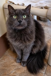 Wynter: DMH (FCID# 06/10/2025-531 Trainer) C - Photo 2