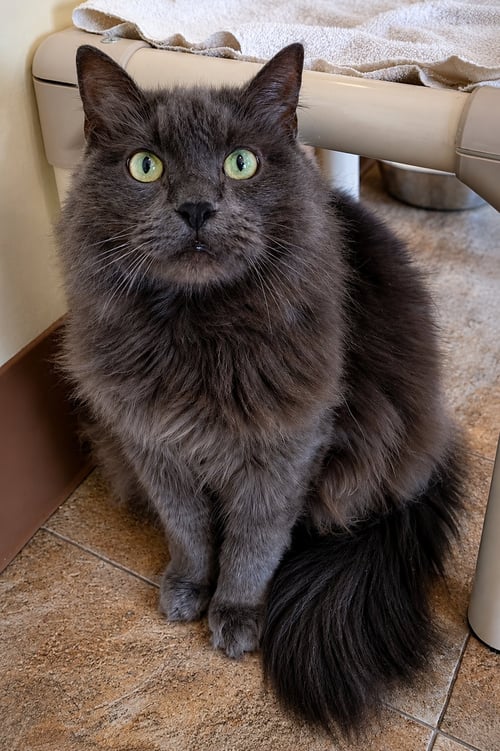 WYNTER: DMH (FCID# 06/10/2025-531 TRAINER) C - Domestic Medium Hair available for adoption