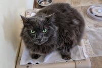 Wynter: DMH (FCID# 06/10/2025-531 Trainer) C - Photo 4