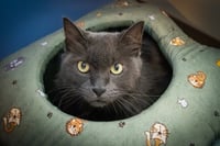 Wynter: DMH (FCID# 06/10/2025-531 Trainer) C - Photo 8