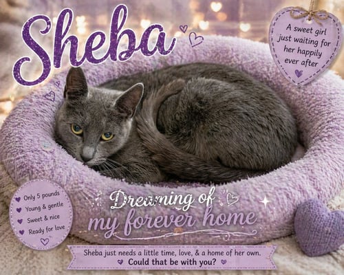 SHEBA (FCID# 04/16/2026 - 16 CHRISTIANA PS) - Domestic Short Hair available for adoption