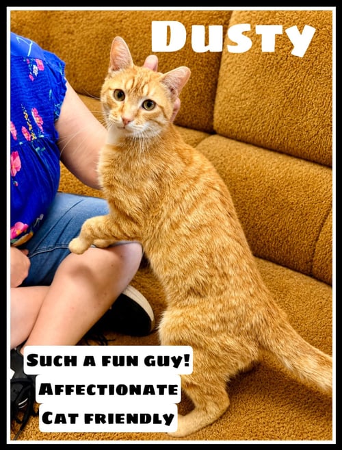 DUSTY (FCID# 04/22/2026 - 108) JENKINTOWN PS - Domestic Short Hair / Tabby available for adoption