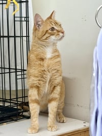 Dusty (FCID# 04/22/2026 - 108) Jenkintown PS - Photo 3