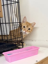 Dusty (FCID# 04/22/2026 - 108) Jenkintown PS - Photo 4