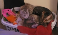 Pawl (FCID# 06/17/2024 - 8) - Photo 2