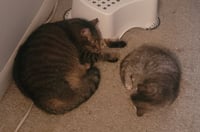 Pawl (FCID# 06/17/2024 - 8) - Photo 3