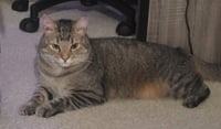 Pawl (FCID# 06/17/2024 - 8) - Photo 4