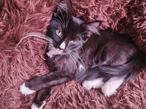 NAILEENA (FCID# 07/07/2026 - 4) C - Domestic Short Hair available for adoption