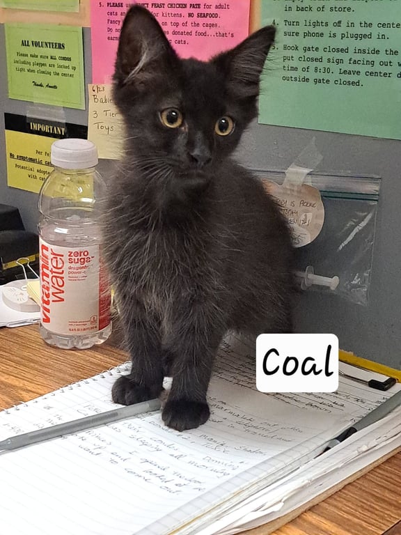 Coal:  DLH (FCID# 07/08/2026 - 3 Brandywine PS) DC Image