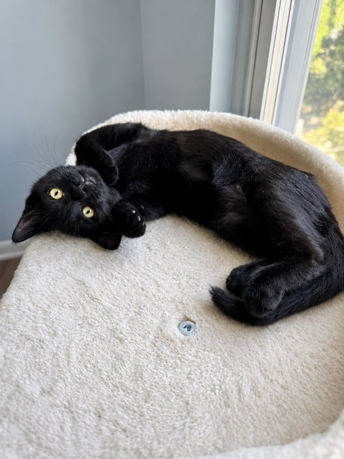 CROWE, WILLOW GROVE AREA, (FCID 07/24/2026-124) - Domestic Short Hair available for adoption
