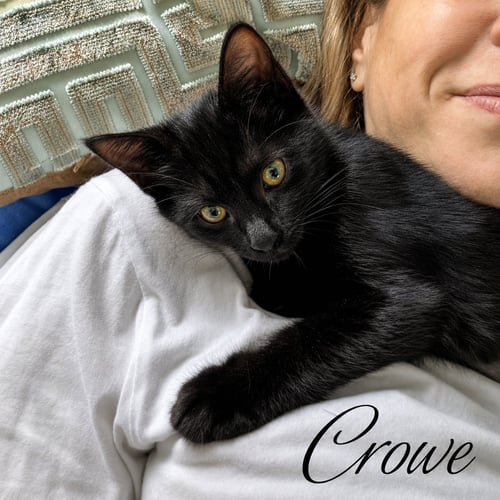 CROWE, WILLOW GROVE AREA, (FCID 07/24/2026-124) - Domestic Short Hair available for adoption