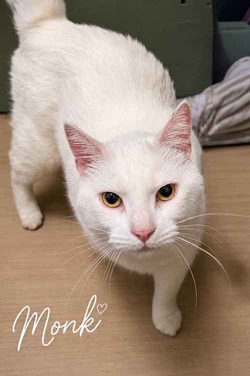 MONK (FCID# 08/15/2024 - 68 TRAINER) - Domestic Short Hair available for adoption
