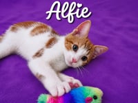 Alfie (FCID# 06/09/2026 - 37 Middletown PS) - Photo 1