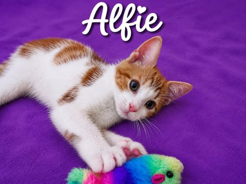 ALFIE (FCID# 06/09/2026 - 37 MIDDLETOWN PS) - Domestic Short Hair available for adoption