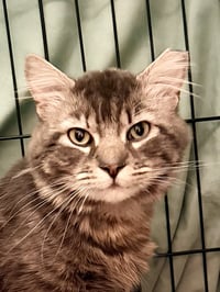 Goose (FCID# 05/05/2026 - 116) Willow Grove - Photo 2