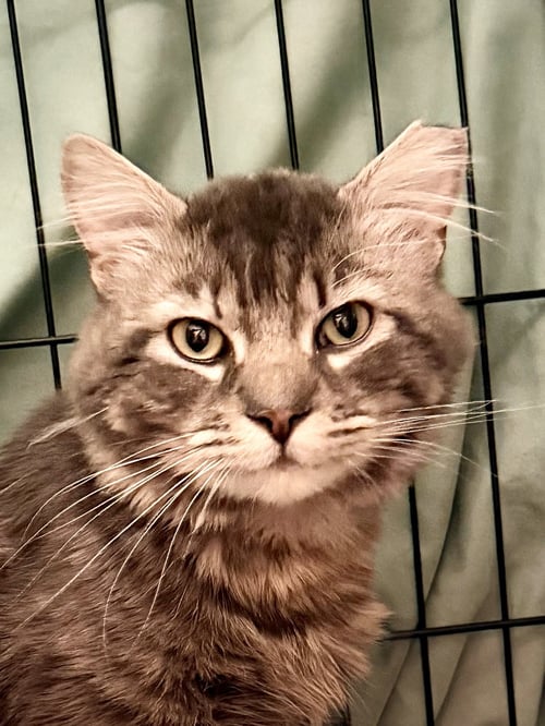 GOOSE (FCID# 05/05/2026 - 116) WILLOW GROVE - Domestic Medium Hair available for adoption