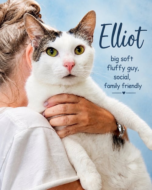 ELLIOT (FCID# 05/26/2026 - 107) WILLOW GROVE - Domestic Short Hair available for adoption