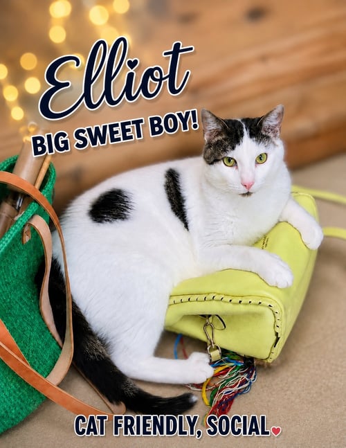 ELLIOT (FCID# 05/26/2026 - 107) WILLOW GROVE - Domestic Short Hair available for adoption
