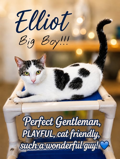 ELLIOT (FCID# 05/26/2026 - 107) WILLOW GROVE - Domestic Short Hair available for adoption