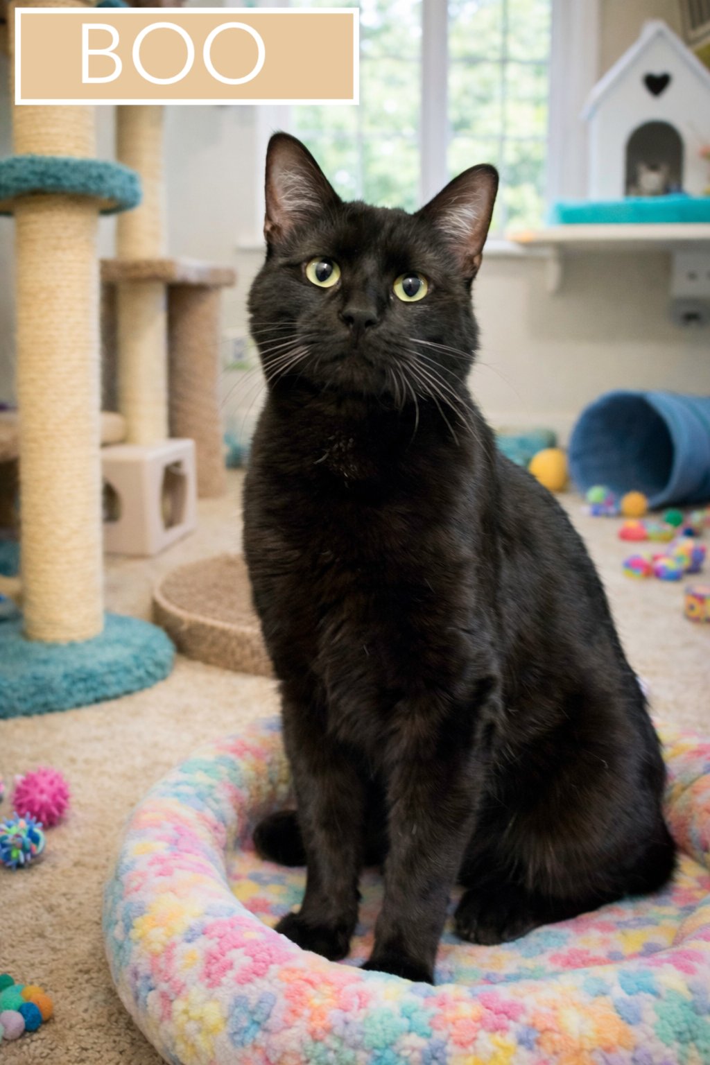 BOO (FCID# 02/19/2026 - 27 TRAINER) - Domestic Short Hair available for adoption
