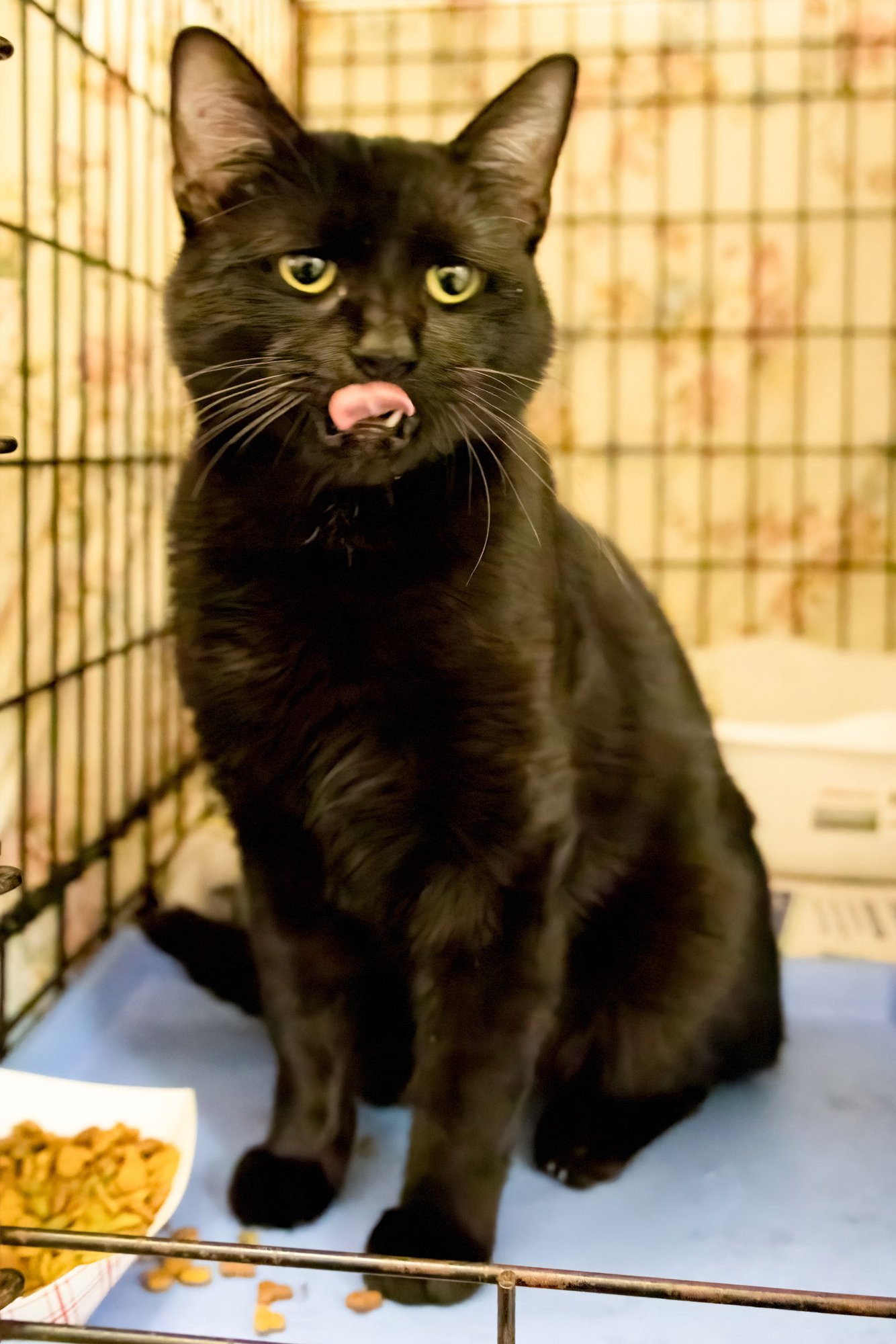 BOO (FCID# 02/19/2026 - 27 TRAINER) - Domestic Short Hair available for adoption