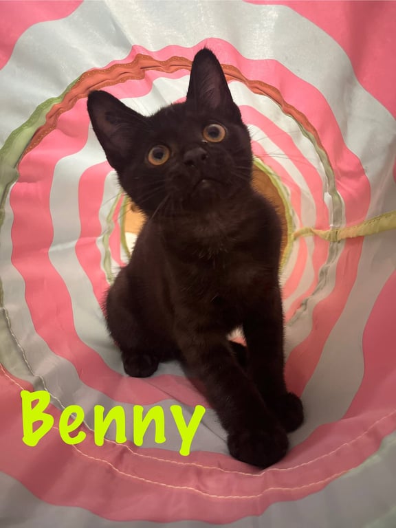 Benny, Willow Grove Area, (FCID# 6/17/2026-124) Image