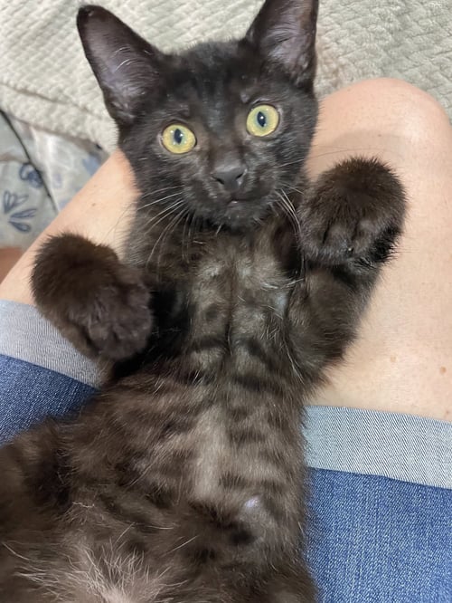 BENNY, WILLOW GROVE AREA, (FCID# 6/17/2026-124) - Domestic Short Hair available for adoption