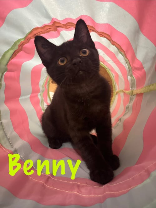 BENNY, WILLOW GROVE AREA, (FCID# 6/17/2026-124) - Domestic Short Hair available for adoption