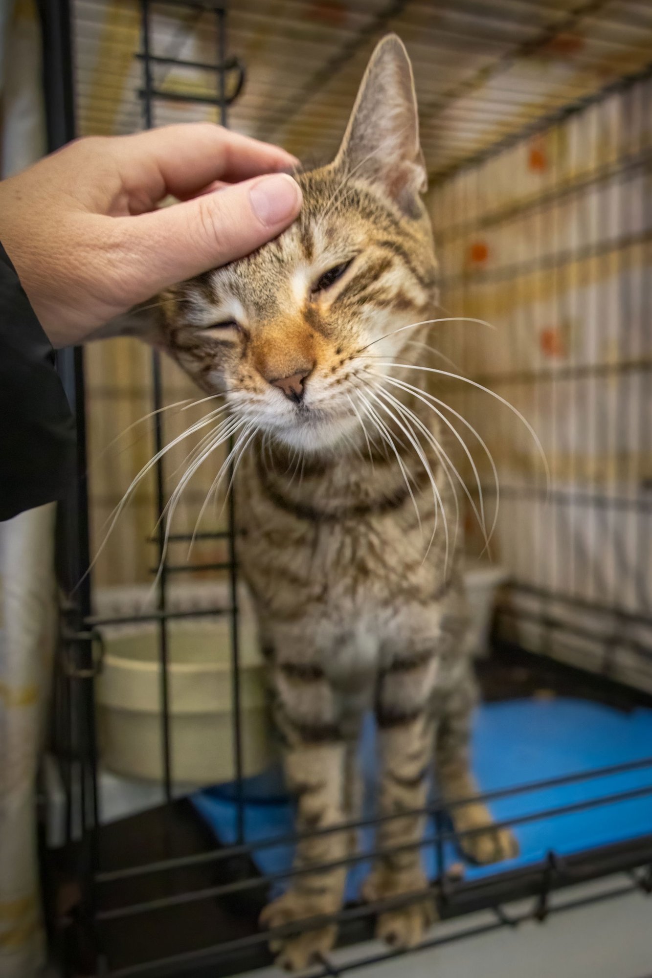 FERDINAND (FCID# 01/12/2026 - 525 TRAINER) - Tabby available for adoption