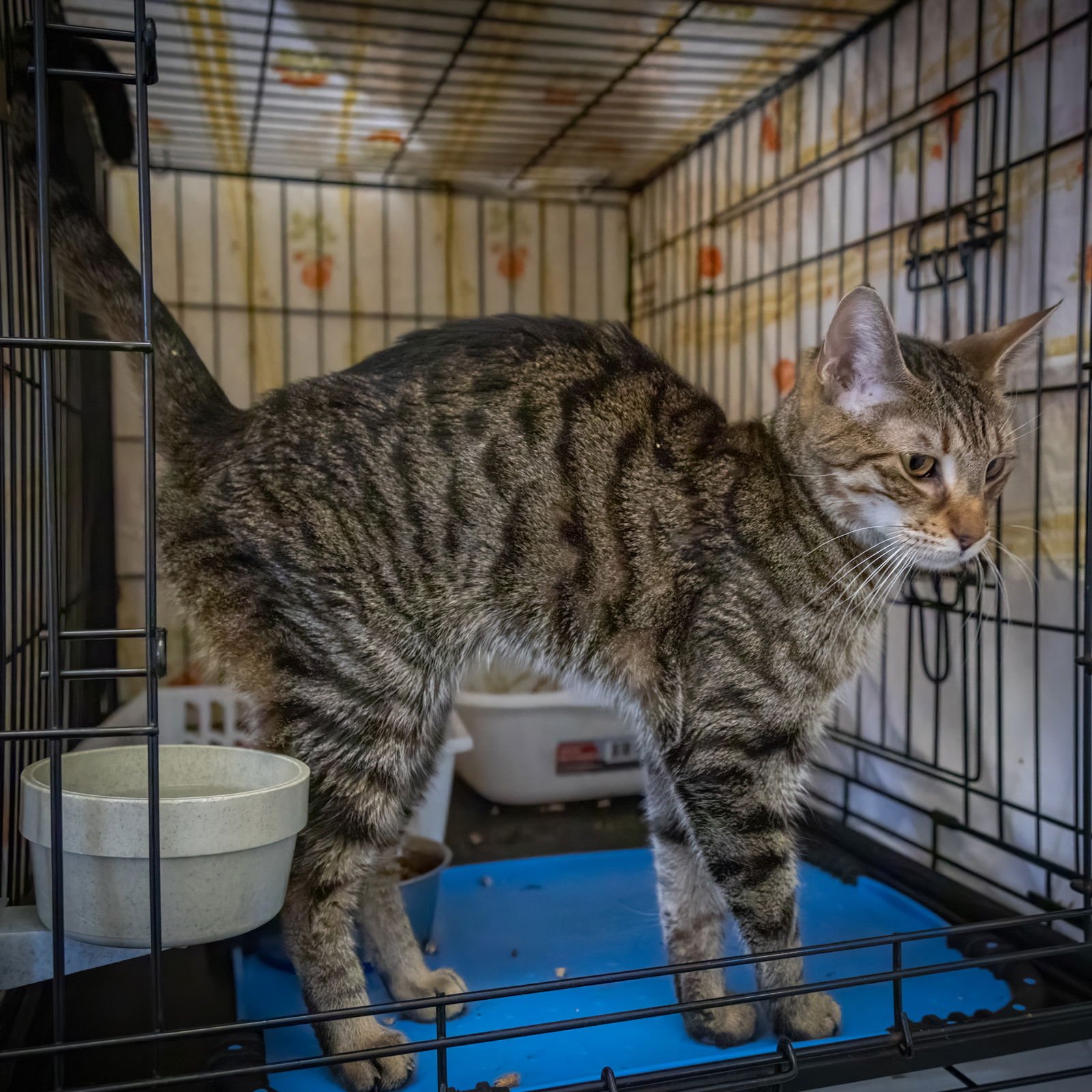 Ferdinand (FCID# 01/12/2026 - 525 Trainer) - Photo 4