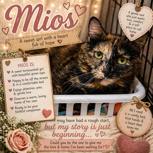 MIOS (FCID# 04/16/2026 - 14 TRAINER) - Tortoiseshell available for adoption