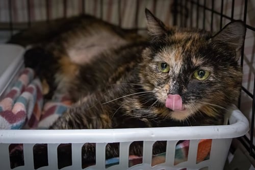 MIOS (FCID# 04/16/2026 - 14 TRAINER) - Tortoiseshell available for adoption