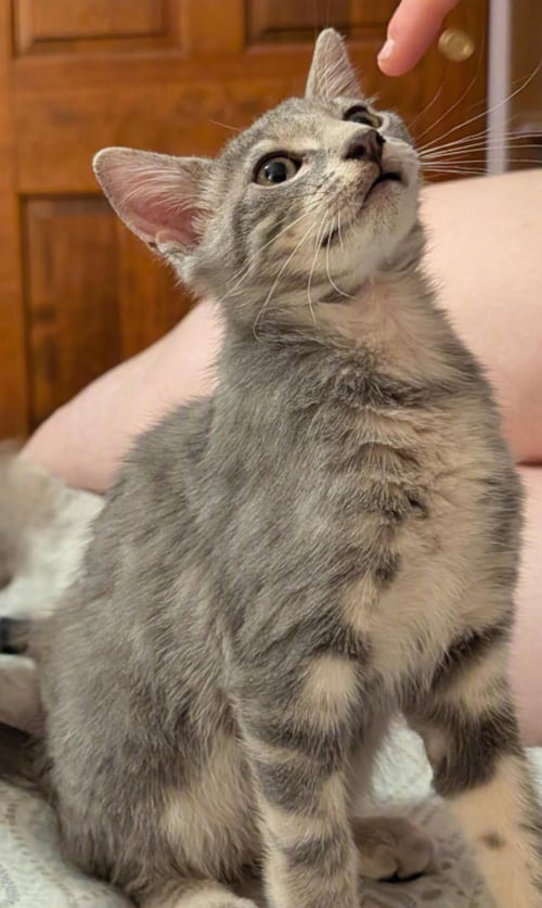 GALILEO (FCID# 06/23/2026 - 12 BROOKHAVEN PS) DC - Tabby available for adoption